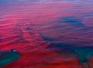 RED TIDE BLOOM/WHITE FLY INFESTATION - A view of the ocean - Red tide