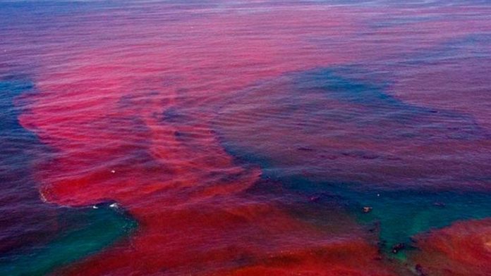 RED TIDE BLOOM/WHITE FLY INFESTATION - A view of the ocean - Red tide
