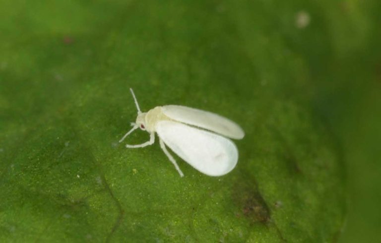 RED TIDE BLOOM/WHITE FLY INFESTATION