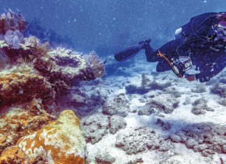 Antibiotics for the reef – BOCC hears coral disease treatment update Antibiotics for the reef – BOCC hears coral disease treatment update - Florida Keys National Marine Sanctuary
