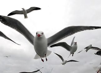 Key West City Commission Debates Landfill - A flock of seagulls flying in the air - Gulls