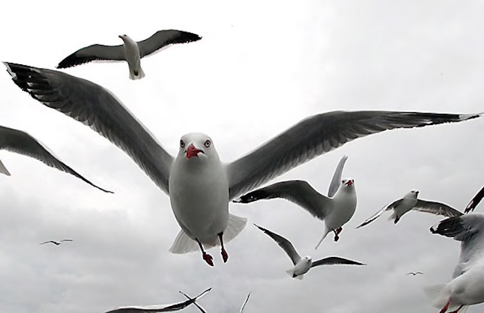 Key West City Commission Debates Landfill - A flock of seagulls flying in the air - Gulls