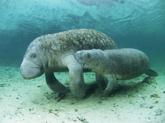 MANATEE NUMBERS – It hasn’t been a good year - A close up of an animal - West Indian manatee