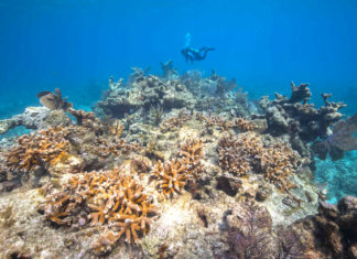 Experts convene in bid to restore, reinvigorate coral reef - Underwater view of a large rock - Coral reef