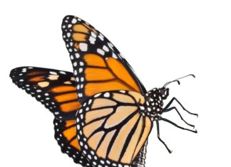 The Majesty of the Monarch Fading – Rapid population decline of the monarch butterfly reported - A close up of an insect - Butterfly