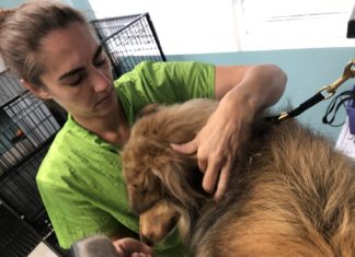 Salty Dog offers efficient grooming services in Marathon - A person petting an animal - Dog breed