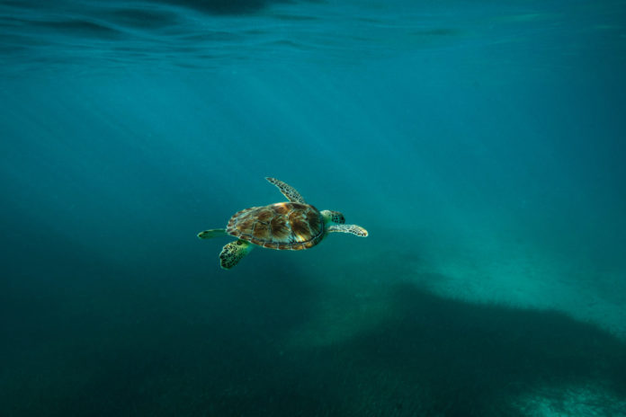 LETTER TO THE EDITOR –  HORRAY FOR TURTLE TURDS! - A turtle swimming under water - Loggerhead sea turtle