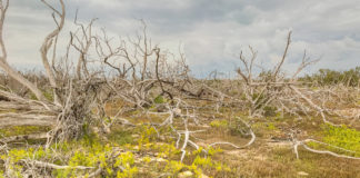 Penguins, elephants and conchs … what global environmental flux means to us - A field of grass with trees in the background - Shrubland