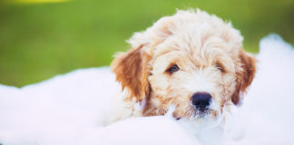 Dog and car wash benefits animal shelter and Forgotten Felines - A brown and white dog looking at the camera - Puppy