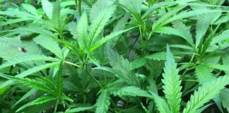 Tokin’ tickets: Marathon tweaks ordinance for civil fines for possession - A green plant - Medical cannabis