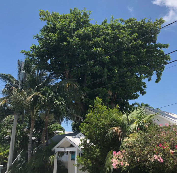 Tropical Almond Latest Branch in Tree Commission Controversy - A large tree - Palm trees