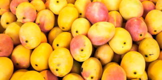 Mango Season in the Keys - A group of oranges in a pot - Alphonso