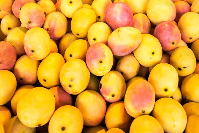 Mango Season in the Keys - A group of oranges in a pot - Alphonso