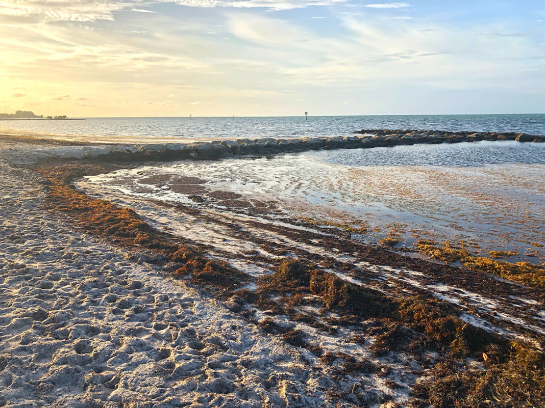 Seaweed Smells Like Trouble Record – Breaking Sargassum Drifts Threaten Public Health, Tourism and Ecology - A sandy beach next to the ocean - Mudflat
