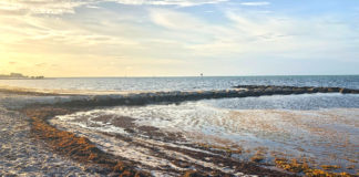 Seaweed Smells Like Trouble Record – Breaking Sargassum Drifts Threaten Public Health, Tourism and Ecology - A sandy beach next to the ocean - Mudflat