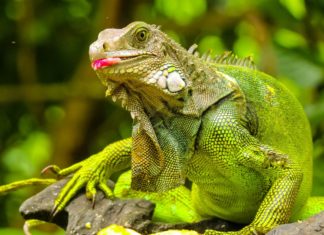 FWC encourages homeowners to kill green iguanas - A close up of a reptile - Lizard