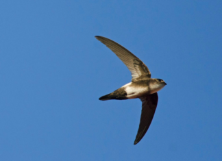 Rare bird attracts birders from around the country to Grassy Key - A bird flying in a clear blue sky - Antillean palm swift