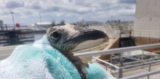 Battle for the Birds! Parrothead Massacre raises funds for Key West Wildlife Center - A close up of a stuffed animal - Omi Trumbo