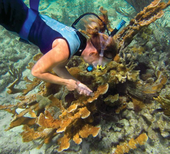 Mote scientist to receive prestigious award at Nation’s Capitol - A person swimming in the water - Coral