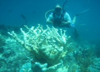 Study reveals key contributor to coral health problem - A person swimming in the water - Coral reef