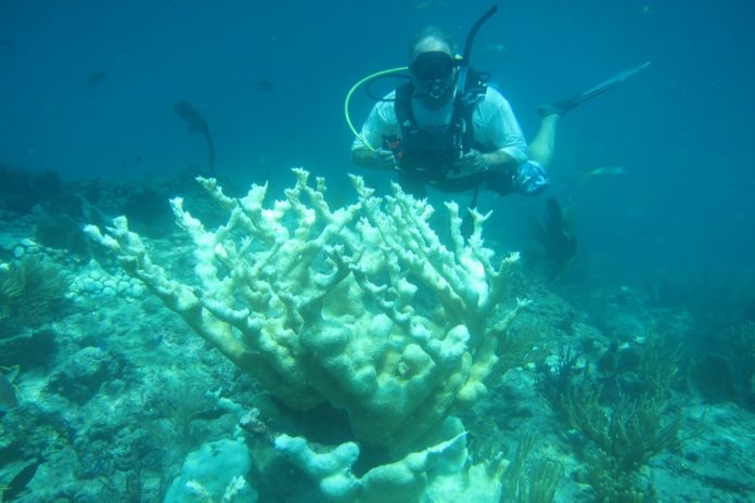 Study reveals key contributor to coral health problem - A person swimming in the water - Coral reef