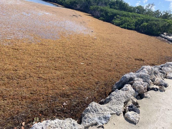 Village talks impacts, steps to address sargassum - A rocky beach - Florida Keys