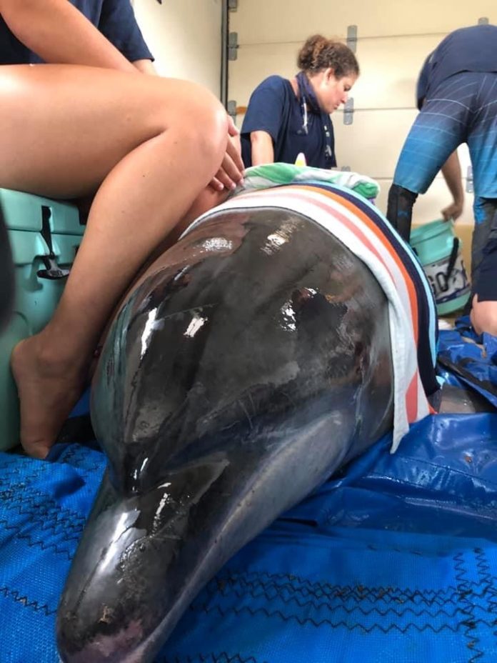 Rescue shows need for marine mammal hospital - A woman holding a fish - Florida Keys