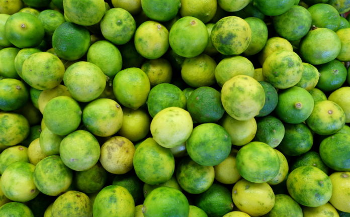 Killing Cancer with Key Limes - A group of green fruit - Key lime