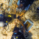 Coral Collaboration – Scientists, students and veterans join forces - A person in a swimming pool - Coral
