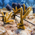 Coral Collaboration – Scientists, students and veterans join forces - Underwater view of a coral - Stony corals