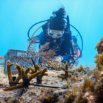 Coral Collaboration – Scientists, students and veterans join forces - Coral