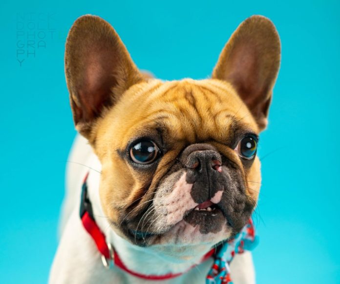 A Better City for Pets…Officially – Key West Awarded Animal Friendly Designation - A dog wearing a red hat and looking at the camera - French Bulldog