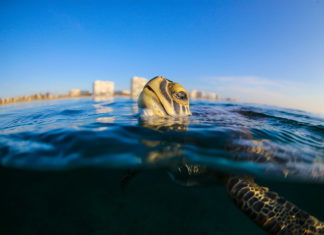 ‘TROUBLED WATERS’ - A turtle swimming under water - WLRN-FM