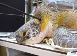 Subtle clues may help find person who speared turtle - A close up of a turtle - Turtle Hospital