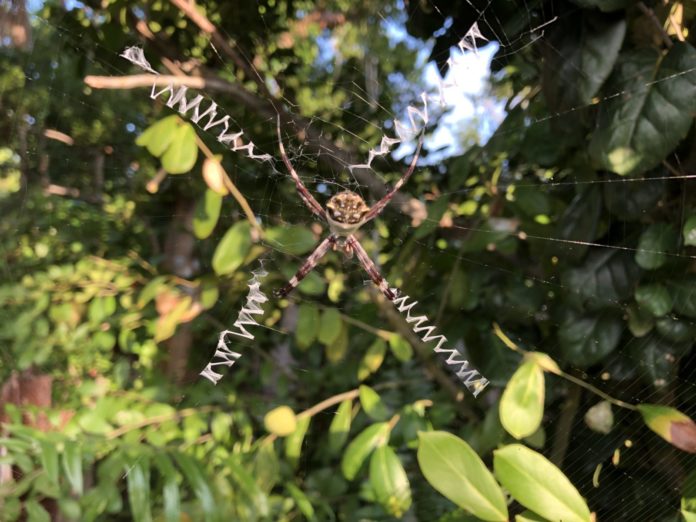 A close up of a silver orb spider on tree branch