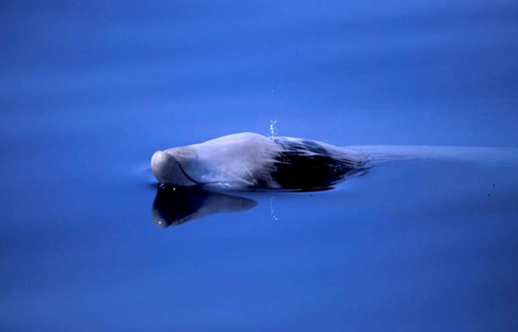 Beaked whale in water