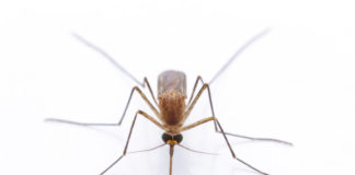 Mosquito on white background