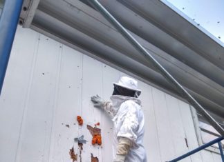 Bee Removal and Honey Production in the Keys - A person riding skis down the side of a building - Facade