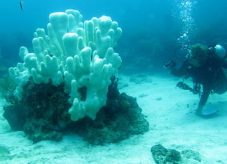 Stakeholders weigh in on  Sanctuary proposal - Coral reef