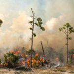 Big Pine gets burned – Controlled fire prevents catastrophe - A tree with smoke coming out of it - Forest