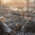 Big Pine gets burned – Controlled fire prevents catastrophe - A close up of a dirty field next to a forest - /m/083vt