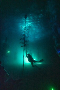 WORTH THE WAIT – CRF corals spawn later than predicted - The light is lit up at night - Nemo 33