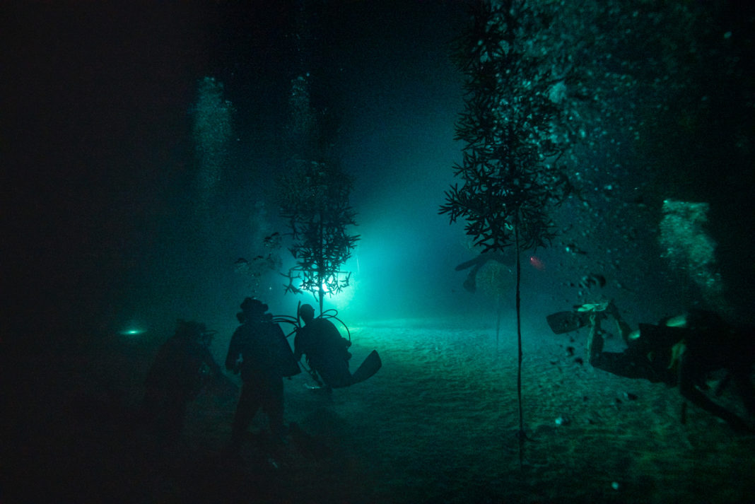 WORTH THE WAIT – CRF corals spawn later than predicted - A man swimming in the dark - Free-diving