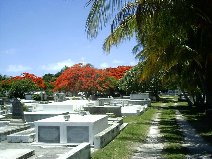 Auto Draft - A palm tree on a street - Key West Cemetery