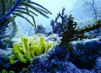 Scenes from Florida Keys National Marine Sanctuary top national contest - Underwater view of a plant - Coral reef