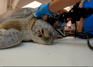 Speared sea turtle makes full recovery – Splinter will return to her ocean home on Friday - A turtle sitting on a table - Turtle