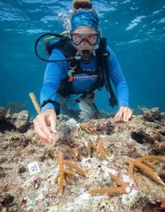 CRF, Mote kick up restoration efforts in 2019 - A person swimming in a body of water - Coral reef