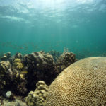 NOAA Launches $97 Million Targeted Mission to Save Florida Reef Tract - A group of coral - Coral reef