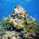 NOAA Launches $97 Million Targeted Mission to Save Florida Reef Tract - Underwater view of a large rock - Coral reef