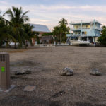 Flood-free finally for Key Largo community - A tree in a parking lot - Palm trees